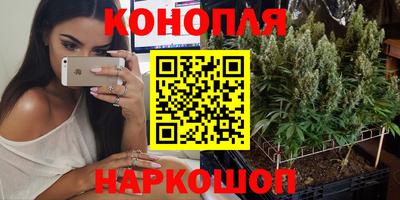 сатива Будённовск